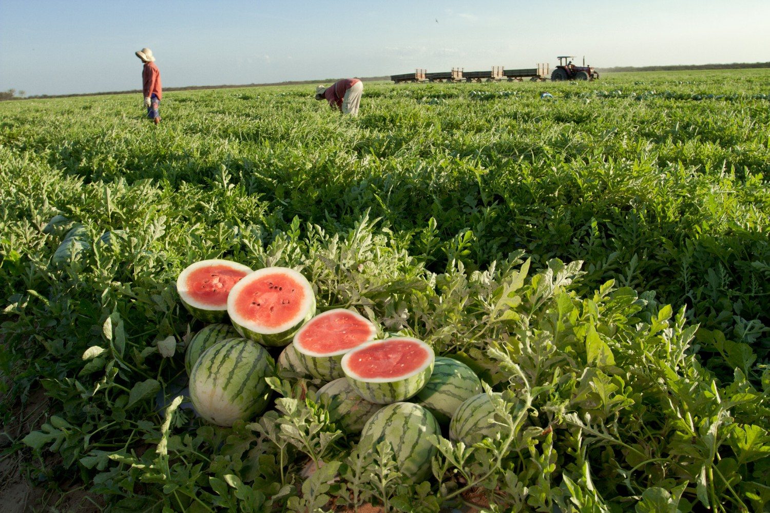 Melancias colhidas em fazenda